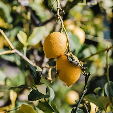 Lägenhet Aurora - Zf Hvar *