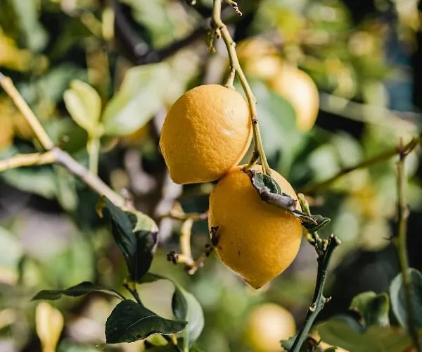 Lejlighed Aurora - Zf Hvar *